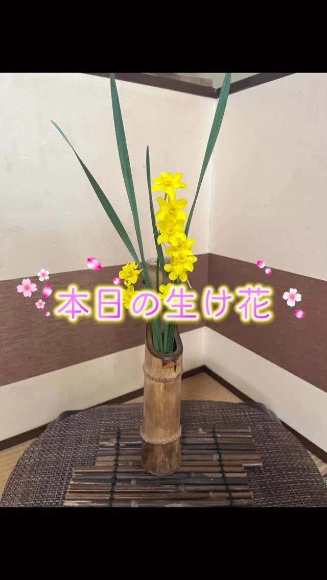 キズイセン（黄水仙）を生けました🌸
店内にも、新しい季節の息吹を。
気持ちを整えて、今日もお待ちしております。

#生け花　#栃木市 #振袖 #振袖レンタル