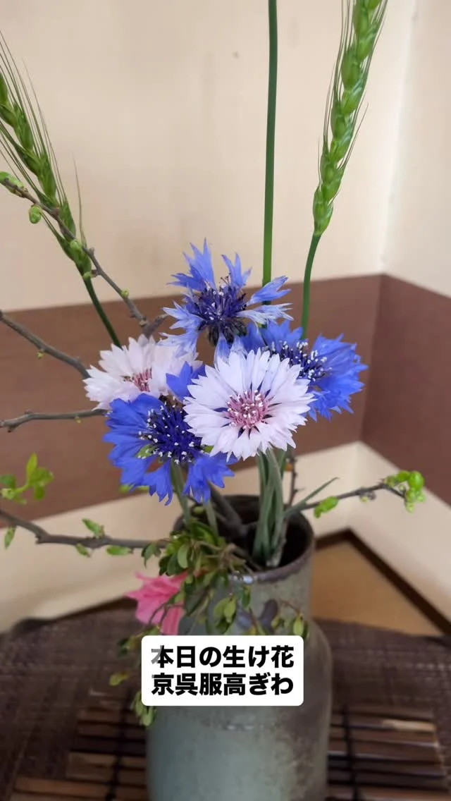 玄関にお花があると、お店の空気もパッと明るくなりますね。
「今日のお花は何かな？」と覗きに来ていただけるだけでも、私たちはとても嬉しいです。

お買い物やお散歩のついでに、どうぞお気軽にお立ち寄りください。
目の保養に、美しいお花と着物をゆっくりご覧になりませんか？

#振袖レンタル #生け花　#着物